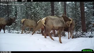 Elk Herd on the Move (3/2/19)