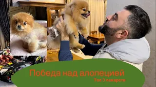 Победили алопецию! Геннадий и Лола в гостях у Теи.  #pomeranian