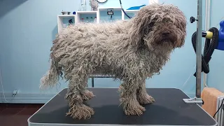 MATTED Lagotto Romagnolo Grooming Transformation