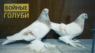 Голуби Казахстан" Бахтияр деген акенин Кептерлери" ойундары жакшы" Pigeons