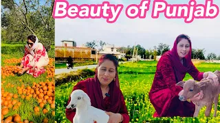 Punjab Village Orange & Sugarcane Farming || Culture Of Punjab || Village Life Pakistan Punjab,