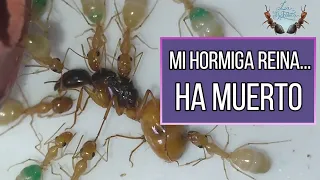 ☠️La reina hormiga MUERE, esto es lo que pasa☠️