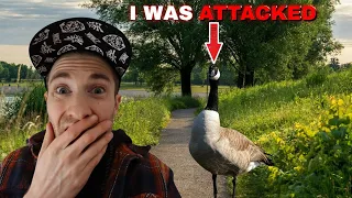 (GONE WRONG) I WAS ATTACKED BY GEESE USING RANDONAUTICA