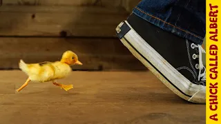 How To Make a Duckling Follow You | Busting Myths