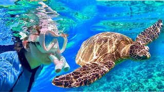 Molokini Crater & Turtle Town Excursion! Maui Magic Snorkeling Tour in Hawaii!