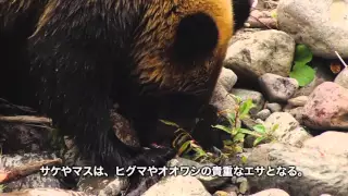 減る流氷・知床半島