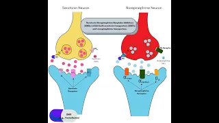 Serotonin Norepinephrine Reuptake Inhibitors (SNRIs) | Effexor | Venlafaxine | Cymbalta | Pristiq