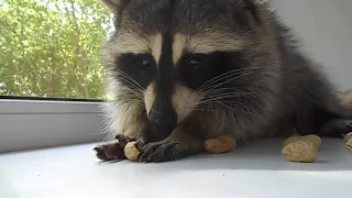 Енот ест орешки, как ребёнок)) | Raccoon eats nuts like a child))