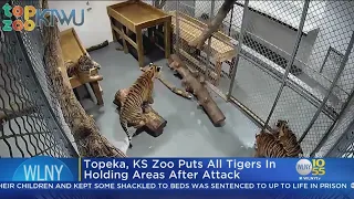 Tiger At Kansas Zoo Attacks Worker