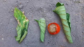 BOLI LA TOMATE. TRATAMENTE, SFATURI !