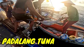 EPP22 P15 May nagpadala ng tuna