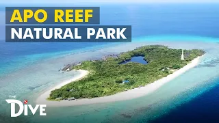 Apo Reef Natural Park: World’s Leading Dive Destination 2020 | THE DIVE