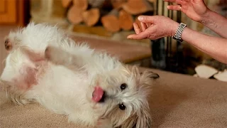 How to teach your dog to roll over | Stunt Dogs