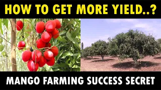 How to get More Yield in Mango Tree | Mango Cultivation Guide