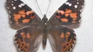 Painted Lady Butterfly Metamorphosis, Developing and Emerging Time Lapse V03183