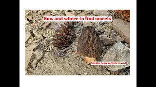 How and Where to find Morel Mushrooms!