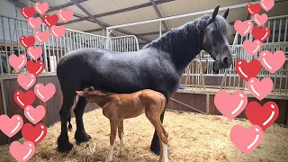 The next day... Orphan foal Rising Star JK and foster mother Queen👑Uniek