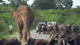 Wild elephants waiting for food from the Travelers.| Amazing Moments Of Wild Animal