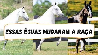 3 Grandes Éguas do Mangalarga Marchador