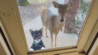 When your cat 'brings along' a new friend home 🐱