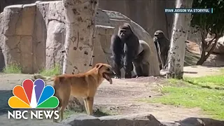 Watch: Stray Dog Wanders Into San Diego Gorilla Enclosure