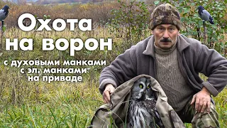 Охота на ворон с духовыми манками, с электронными манками и на приваде.