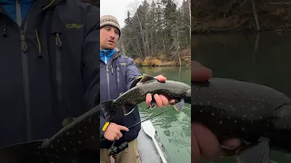 Каменный Голец ,река Камчатка. #fishing #salmon #камчатка #голец