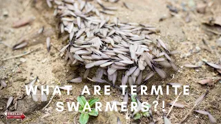 What Are Termite Swarmers?!