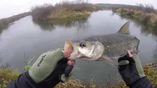 Жерех поздней осенью активнее, чем летом!