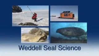 Why Study Weddell Seals?