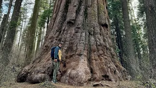 sequoia national park tour with a botanist