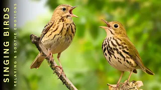 Birdsong - Natural singing (No Music) - Peaceful Sound That Heals the Soul and Emotions
