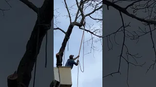 The Art of Roping off a High Tree Branch