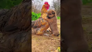 Friendship   puppy and chicken   A beautiful moment #191   #shorts @HeartsOfHumanity-hq5tw