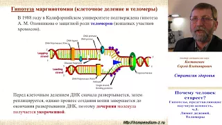 3.2 Почему человек стареет?  Наука 3.  Хейфлик. Теломеры