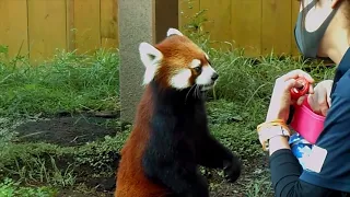 【2021/9/12】八景島シーパラダイスのコキンちゃん(♀)⇒Red Panda "Kokin"-Yokohama Hakkeijima(In Sep of 2021)