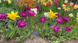 Ottawa May Garden Tour Tulips