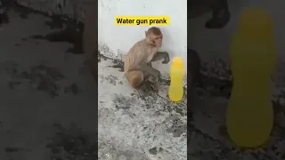 FAKE WATER GUN PRANK #monkeys #bandar