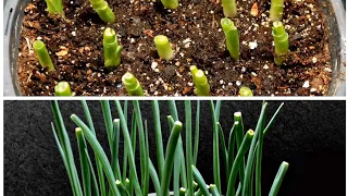 Green Onions time-lapse