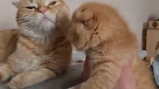 One day in the life of a cat and a kitten. Funny cats, Foxy cat and Peach kitten