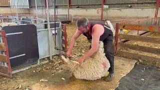 Dylan Davis shearing sheep for Baavet
