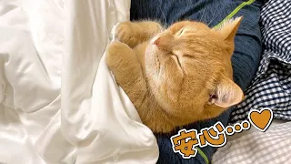 ４日ぶりのパパにべったりくっついて寝る猫が可愛すぎる…！