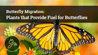 Natives, Annuals & Perennials That Fuel Butterfly Migration -- Butterfly Migration: Episode 2