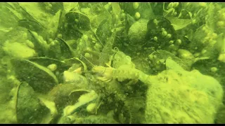 Black Sea Gobies vs European shrimp - 4K