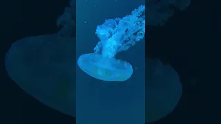 WoW ОГРОМНЫЕ МЕДУЗЫ #медузы #огромныемедузы #медуза #jellyfish #loroparque