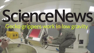 Robotic gecko grippers work in low gravity | Science News