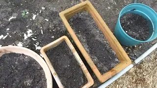 Planting Garlic , Some Already Started Growing Before Putting Them In Dirt ! On The Ranch.