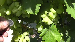 Сорт винограду "Гарольд" - сезон 2022 # Grape variety "Harold" - season 2022