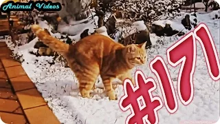 Приколы с животными №171   Рыжий кот и первый снег  Смешные животные  Animal videos