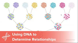 Using DNA to Determine Relationships